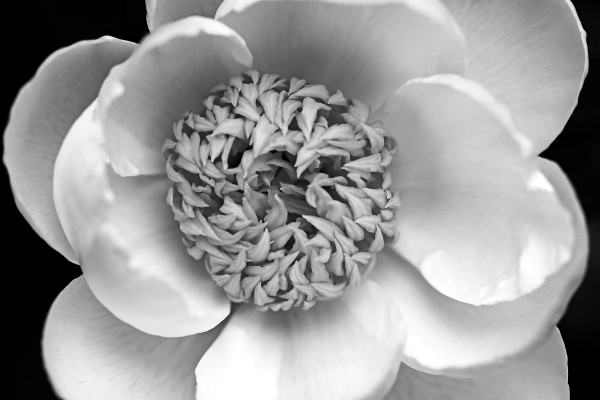 Classic White Peony Black And White  Print